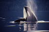 orca1.jpg - Canadian West Coast